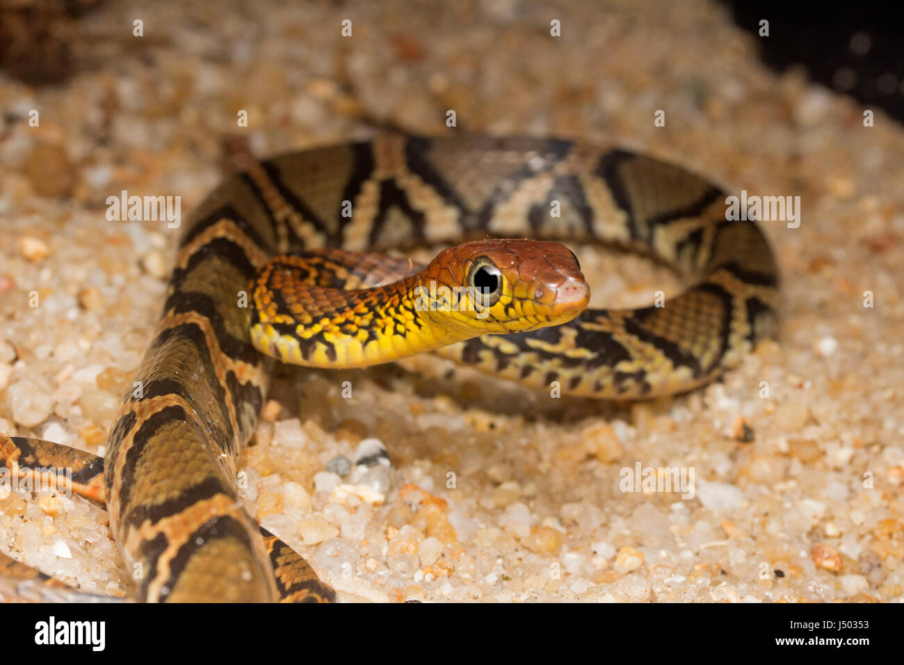 Ocellated Snake Marrone Foto Stock