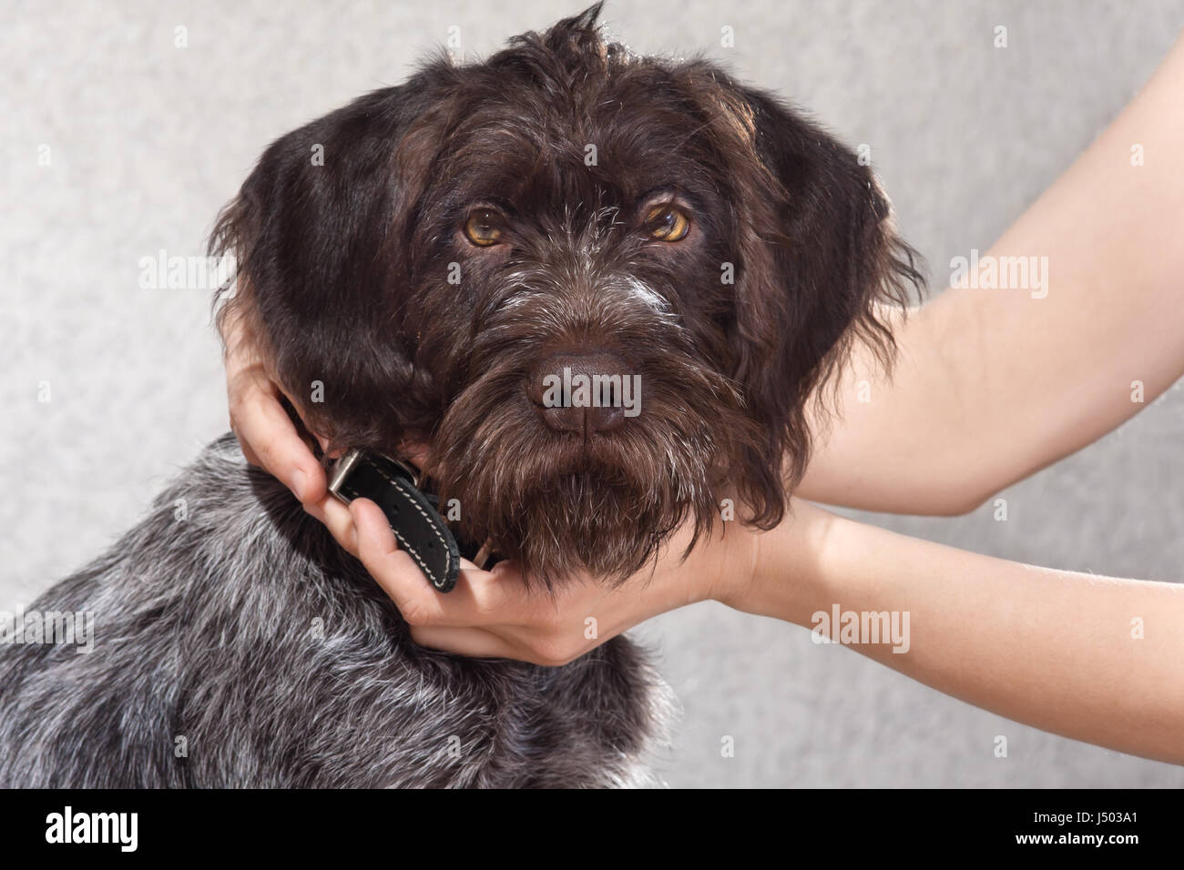 Donna di mettere le mani sul collare nero sul cane Foto Stock