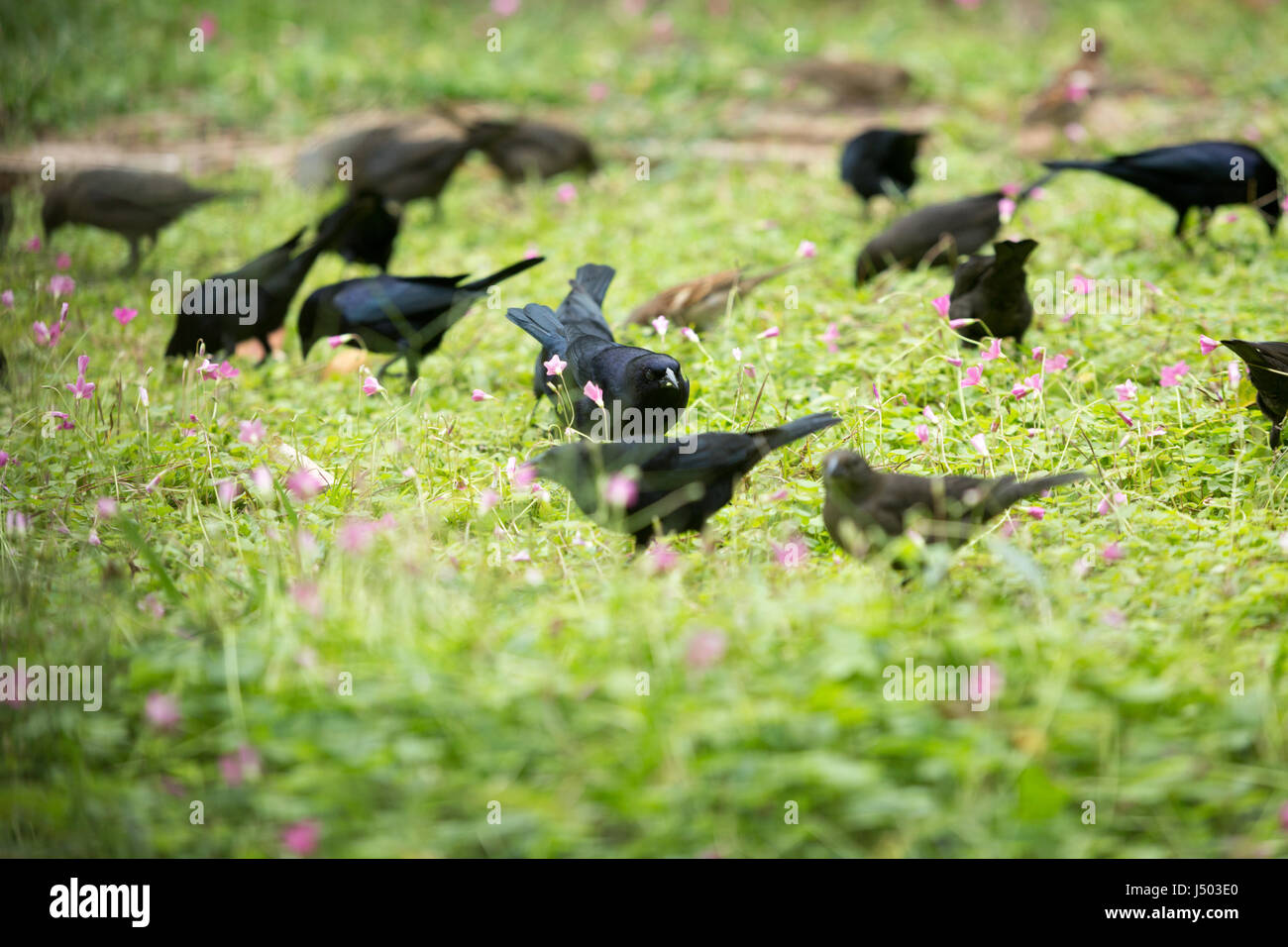 Asuncion in Paraguay. 14 Maggio, 2017. Shiny cowbirds (Molothrus bonariensis) gregge alimentazione erba sul suolo coperto di legno di rosa sorrel (Oxalis Articulata) fiori sono visti in un giorno nuvoloso in Asuncion in Paraguay. Credito: Andre M. Chang/ARDUOPRESS/Alamy Live News Foto Stock