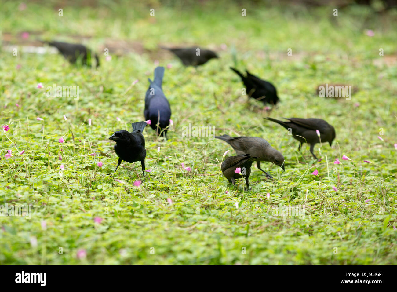 Asuncion in Paraguay. 14 Maggio, 2017. Shiny cowbirds (Molothrus bonariensis) gregge alimentazione erba sul suolo coperto di legno di rosa sorrel (Oxalis Articulata) fiori sono visti in un giorno nuvoloso in Asuncion in Paraguay. Credito: Andre M. Chang/ARDUOPRESS/Alamy Live News Foto Stock