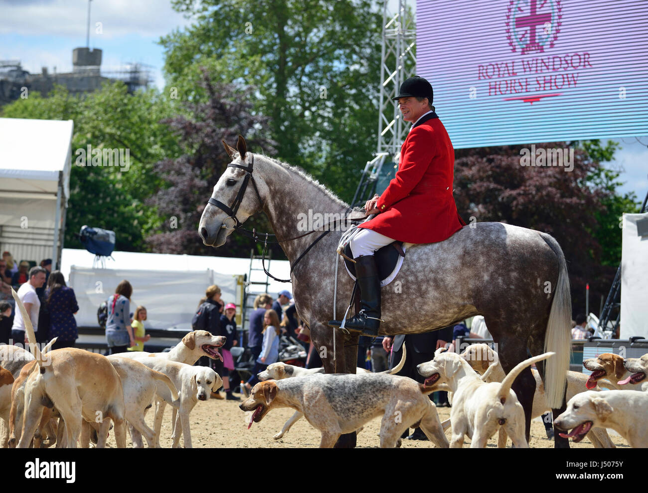 Windsor, Regno Unito. 14 Maggio, 2017. Il Royal Windsor Horse Show 2017 incontrare dei segugi evento quando il pubblico può entrare nel castello di Arena "pat i cani il giorno finale della Royal Windsor Horse Show Credit Gary Blake/Alamy Live News Foto Stock