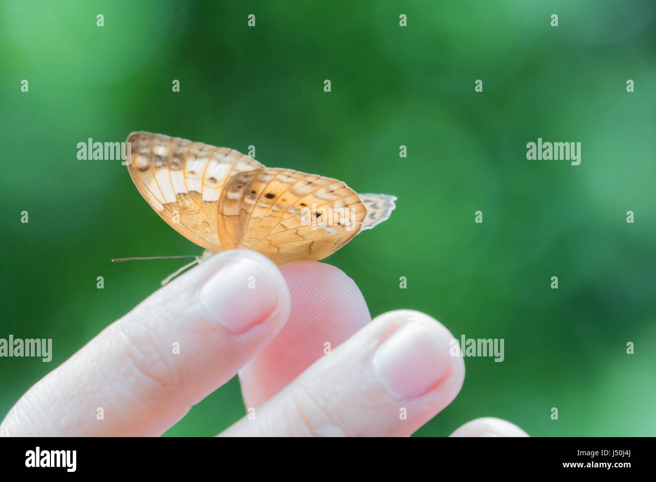 Farfalla sulla mano selettivo con il punto di messa a fuoco Foto Stock