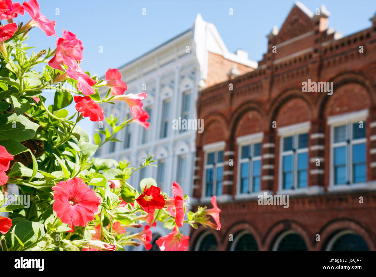 Alabama, Montgomery County, Montgomery, Commerce Street, edifici storici, skyline della città, rosso, fiore, fiori, petali, AL080517003 Foto Stock