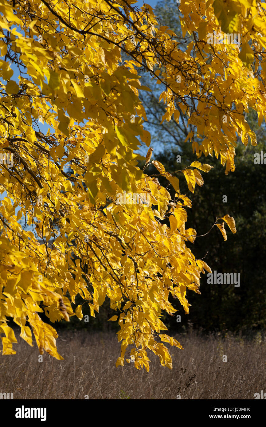 Rami di quercia dalle foglie di giallo su sfondo scuro Foto Stock