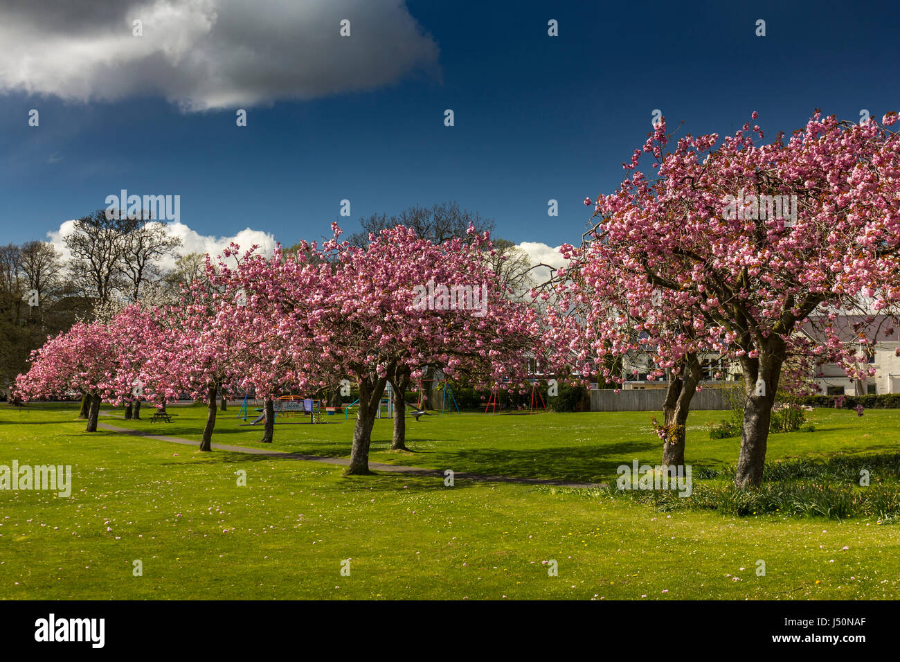 Viale di alberi di ciliegio in fioritura in Lochside Park, Castle Douglas, Dumfries and Galloway, Scozia. Foto Stock