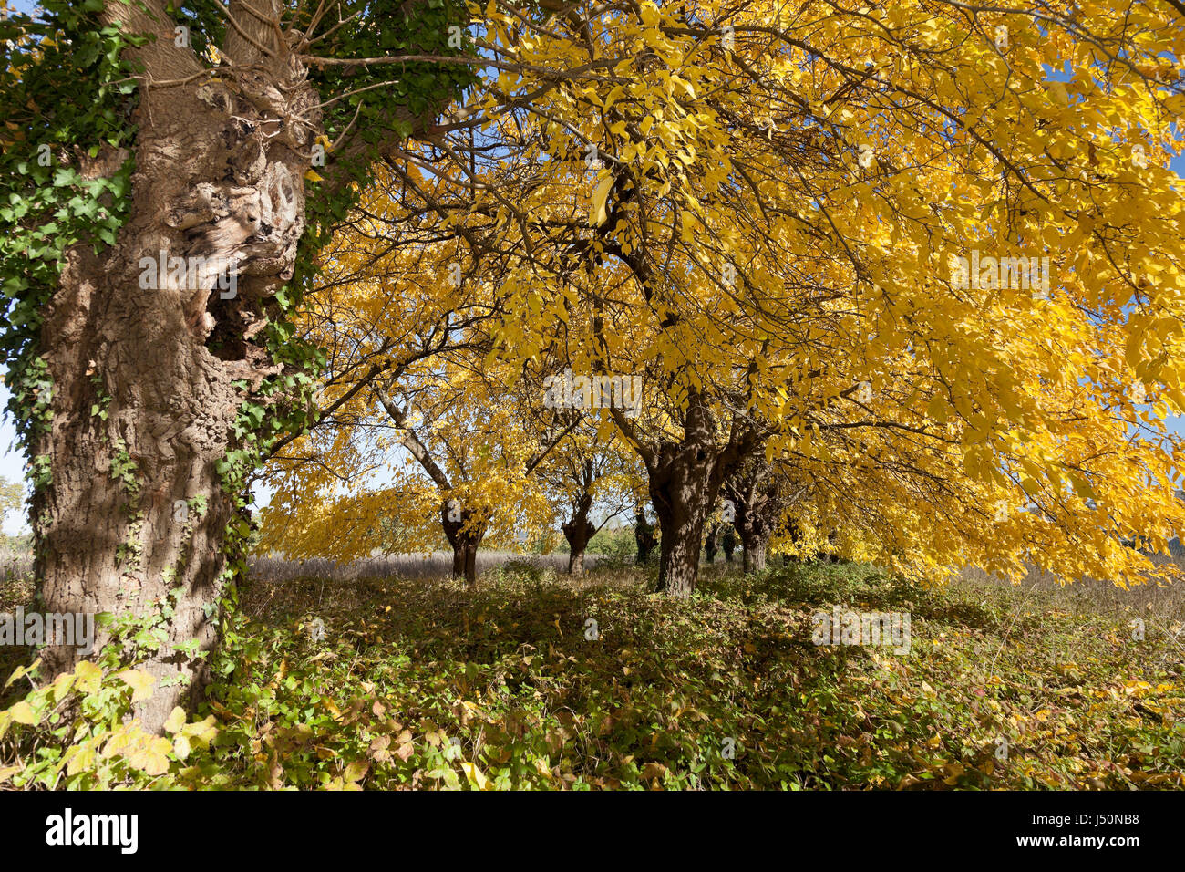 Foglie di quercia con foglie di giallo nella foresta di edera rampicante Foto Stock