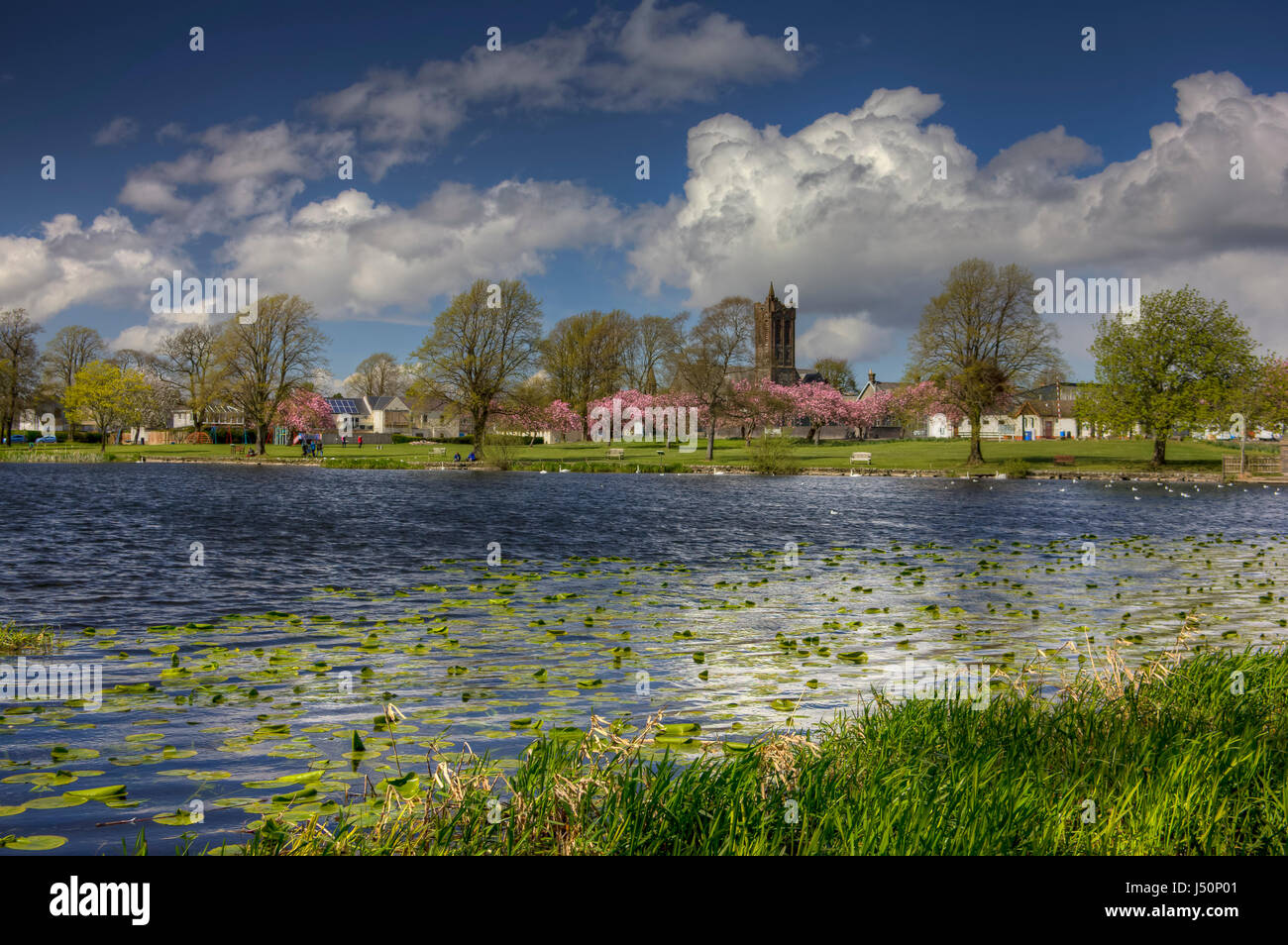 Guardando oltre Carlingwark Loch a The Fullarton e la fioritura dei ciliegi nel Lochside Park, Castle Douglas, Dumfries and Galloway, Scozia. Foto Stock