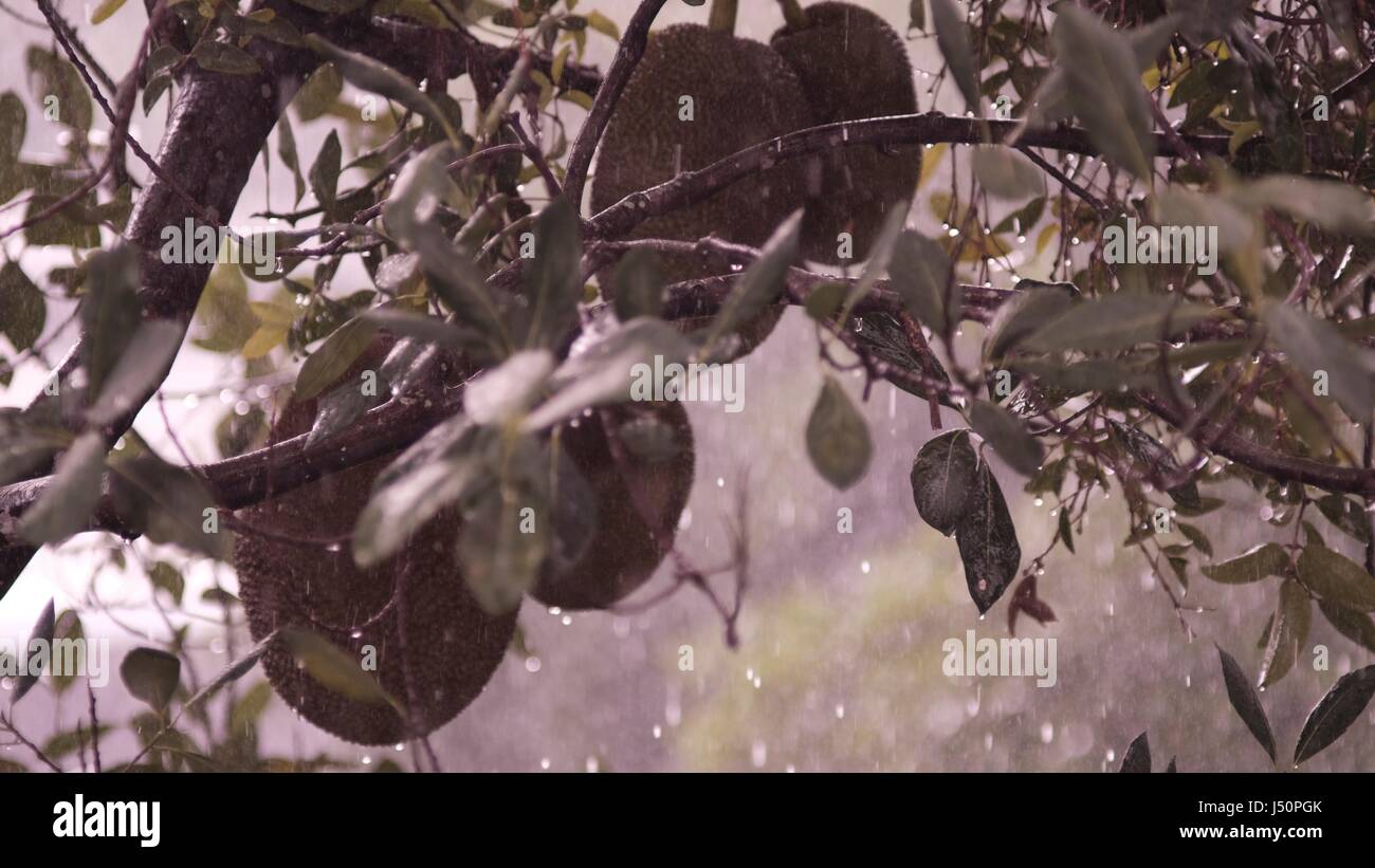Frutta Durian onTree appesi in tempesta di pioggia Pattaya Thailandia Foto Stock