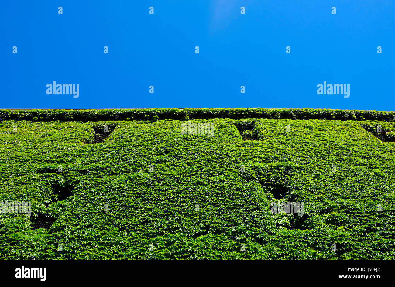 Fogliame verde sulla crescente al di fuori del palazzo, Bosa, Sardegna, Italia Foto Stock