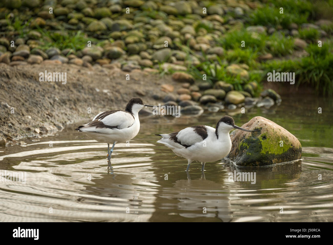 Il Pied Avocet è l emblema della Royal Society per la protezione degli uccelli (RSPB). Foto Stock