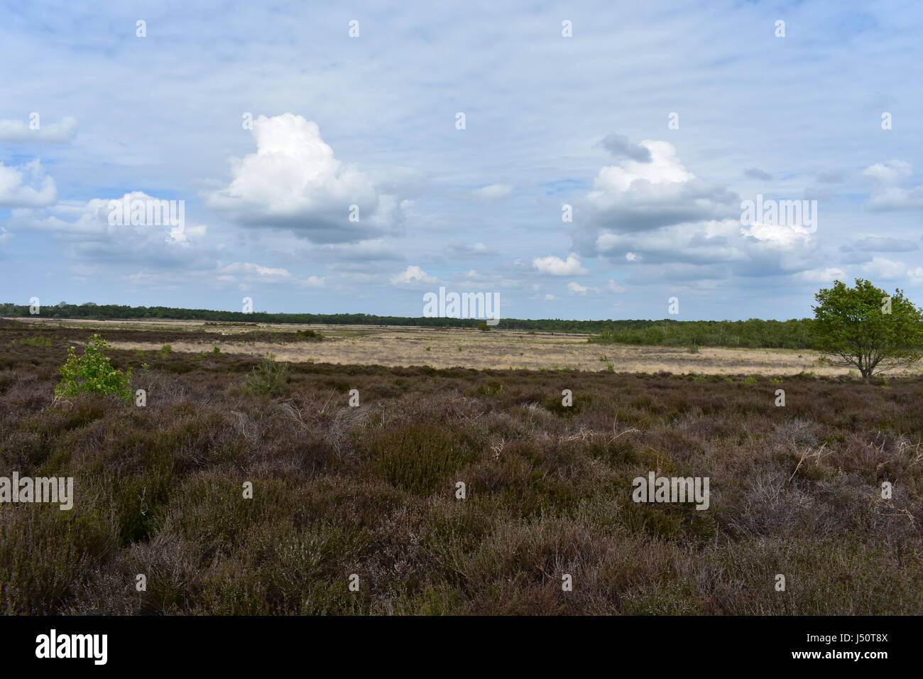 Vista su Roydon natura comune di riserva nel Roydon, Norfolk, Regno Unito Foto Stock