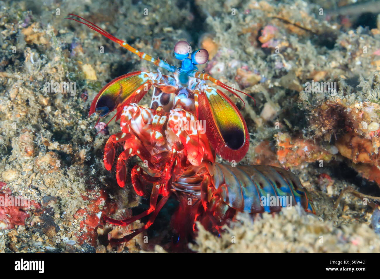 Con colori vividi Canocchia Pavone in un foro di roccia Foto Stock