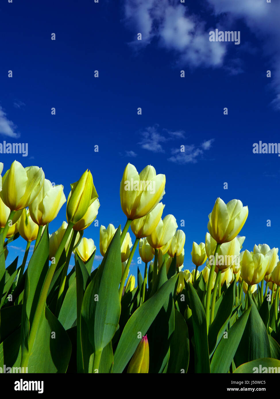 Piante e fiori: tulipani gialli su aiuola, luminoso cielo blu a sfondo Foto Stock