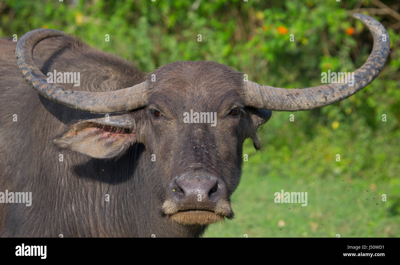 Ritratto di un bufalo. Sri Lanka. Primo piano. Foto Stock