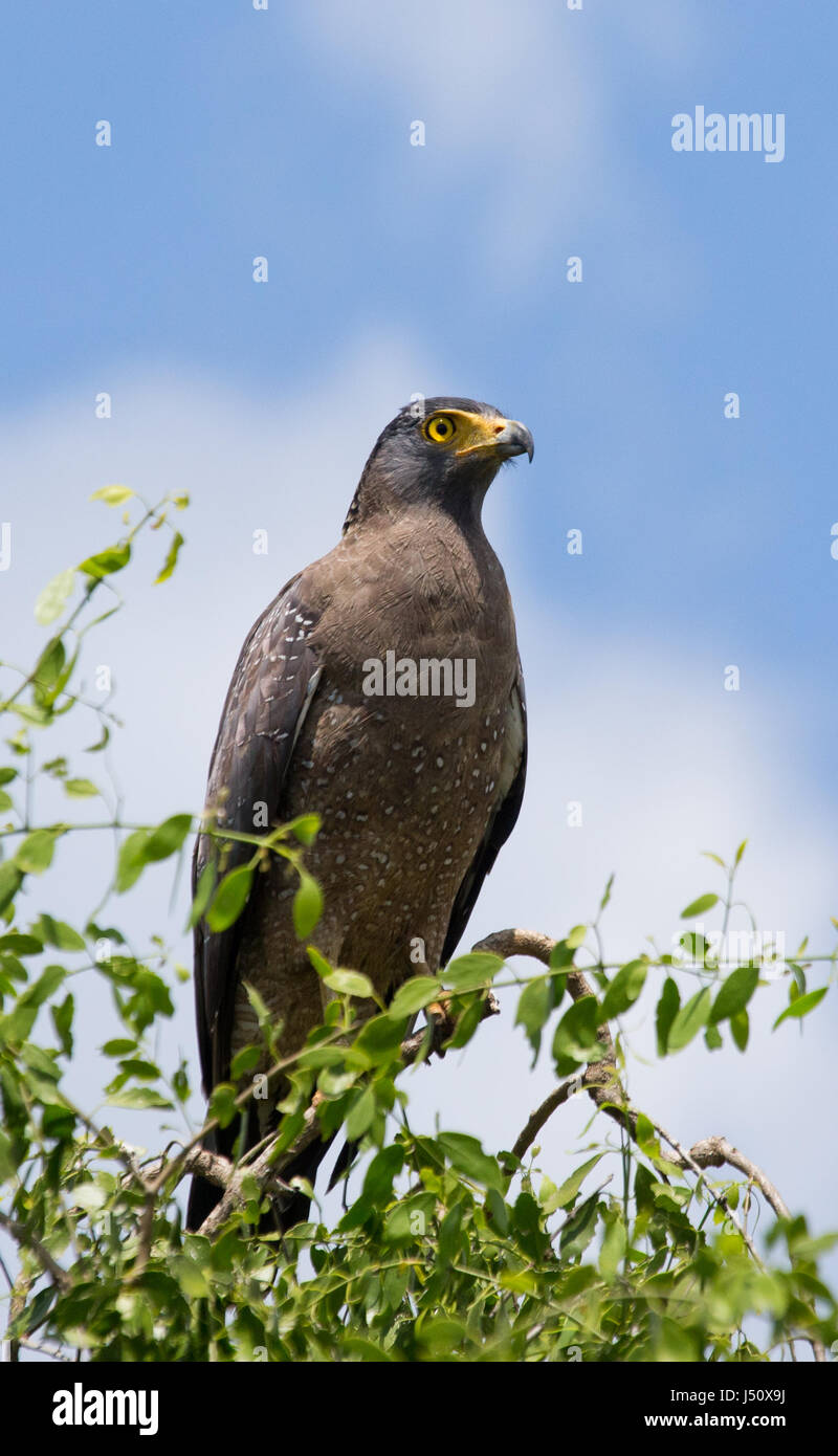 Grande uccello predatore seduto su un albero. Sri Lanka. Foto Stock