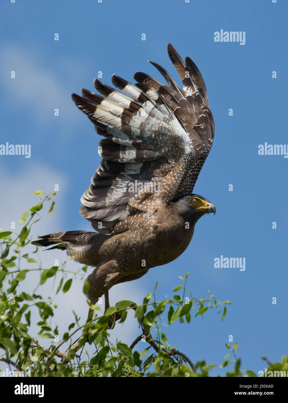 Grande uccello predatore al momento del decollo. Sri Lanka. Foto Stock