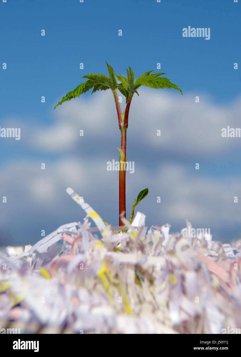 Molto giovane piantina di crescita della pianta fino a partire da carta di rifiuto su sfondo cielo, concetto di riciclaggio live Foto Stock