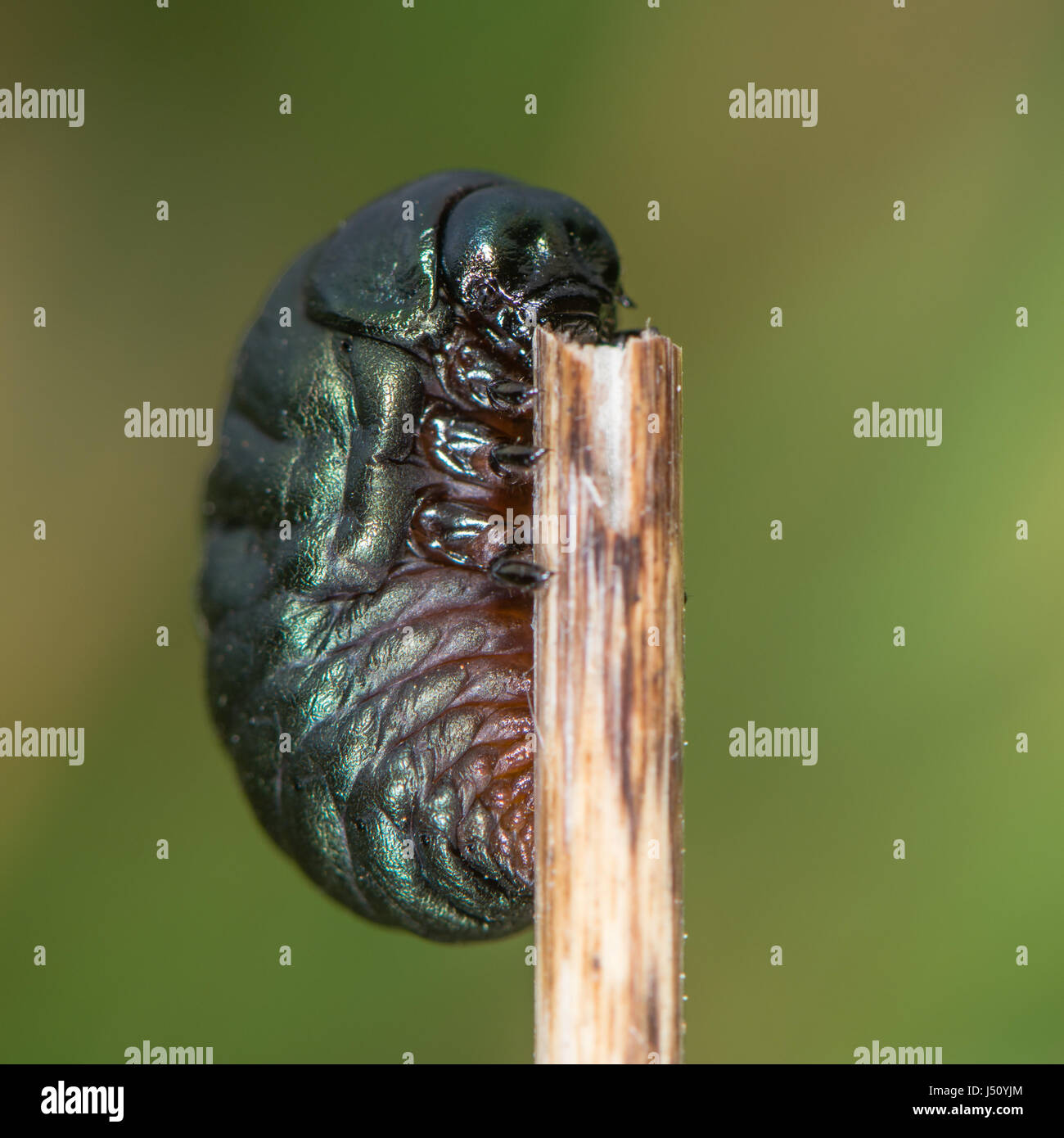 Sanguinosa naso-beetle (Timarcha tenebricosa) larva. Stadio larvale di beetle nella famiglia Chrysomelidae, trovata su alimentazione bedstraws (Galium sp.) Foto Stock