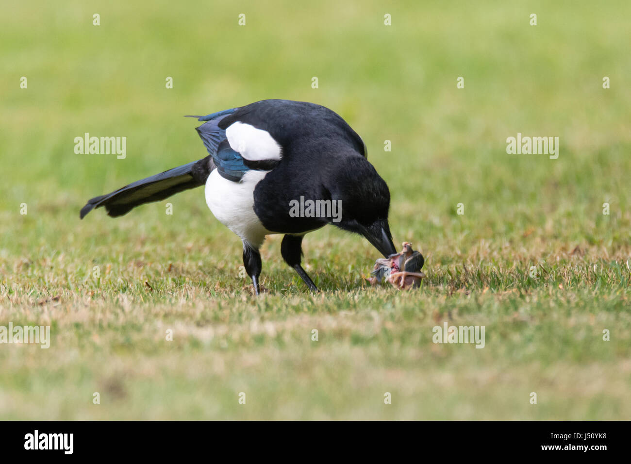 Eurasian gazza (Pica pica) con pulcino preda sull'erba. Gli uccelli del corvo (Famiglia Corvidae) con la preda preso dal nido di Songbird Foto Stock