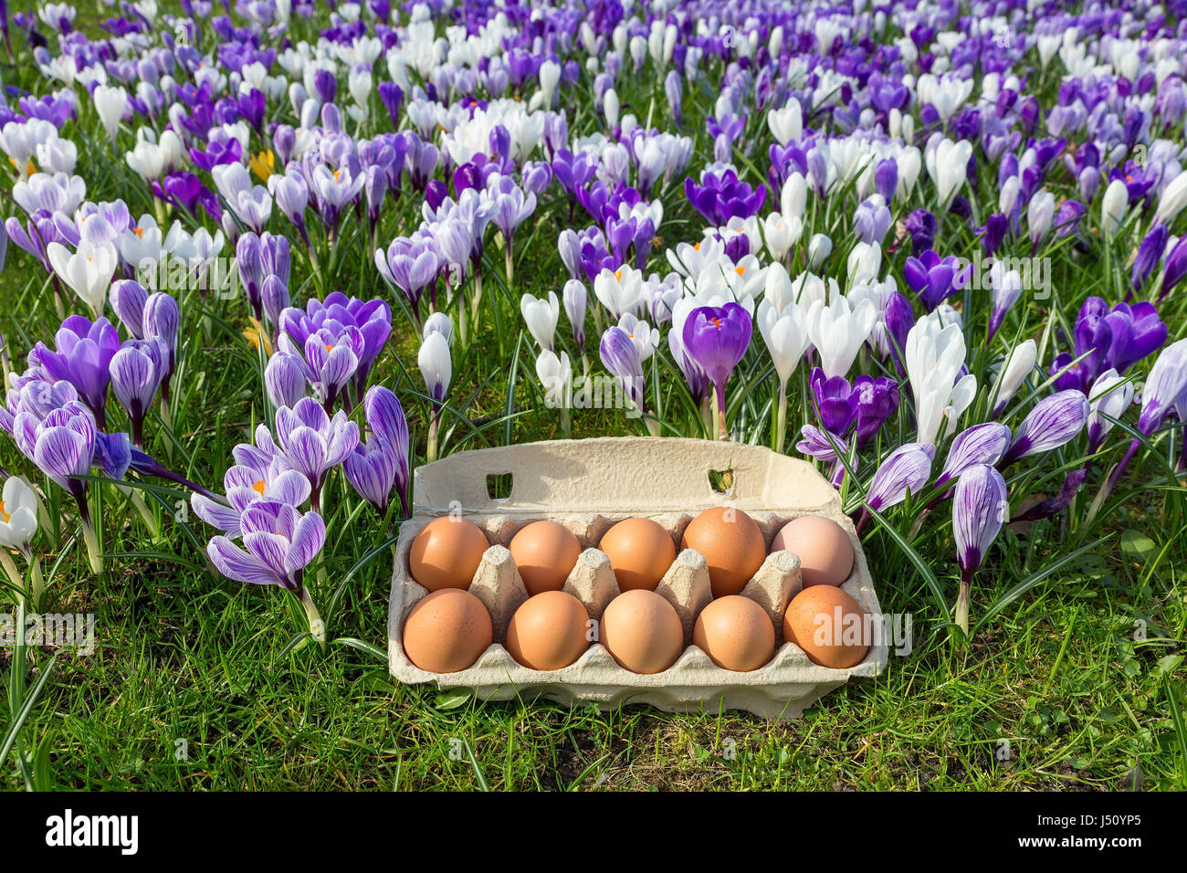 Scatola per uova con le uova di gallina in fioriture di crochi durante la primavera Foto Stock