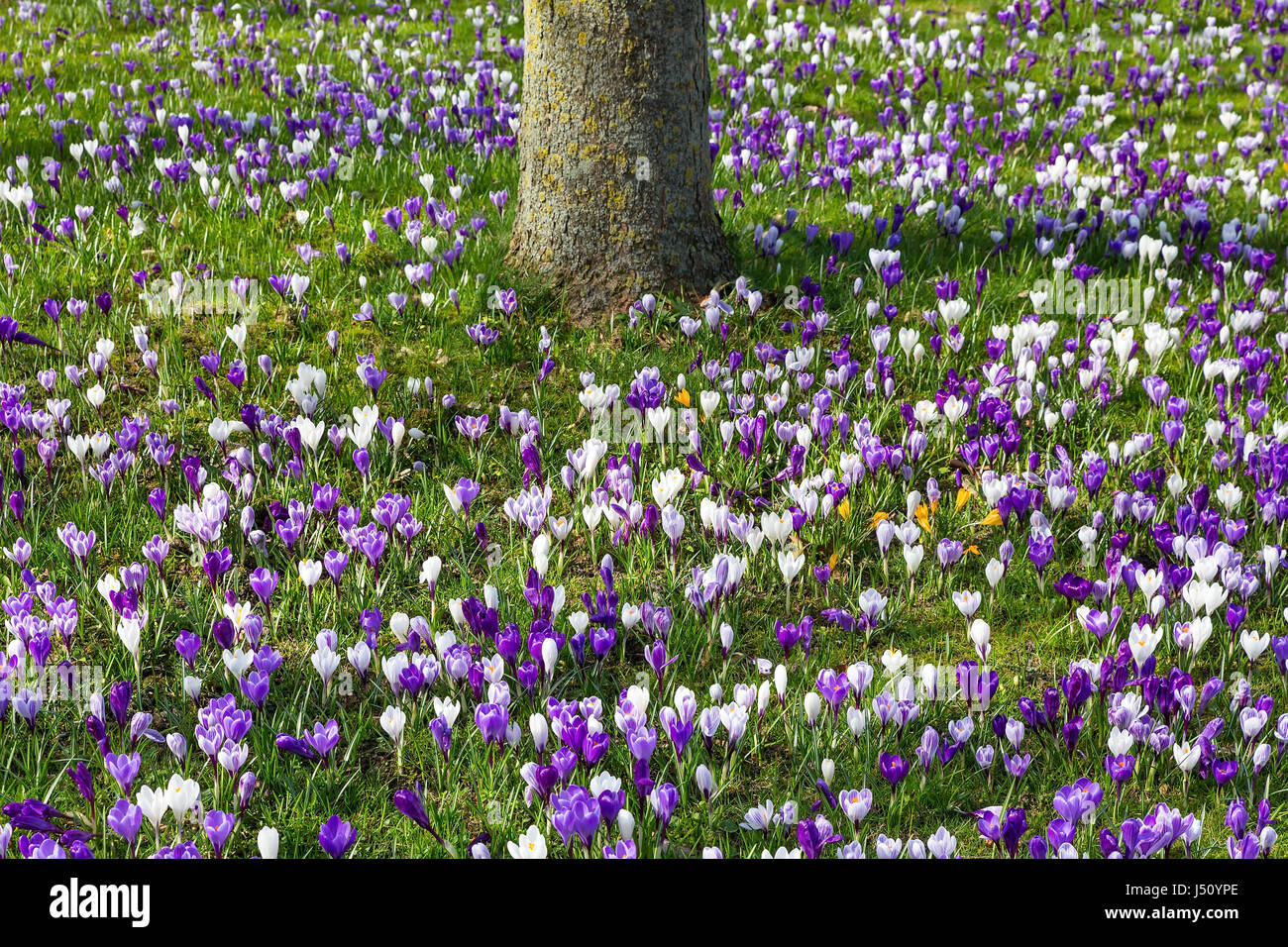 Campo di fiori di crochi in erba di primavera con tronco di albero Foto Stock