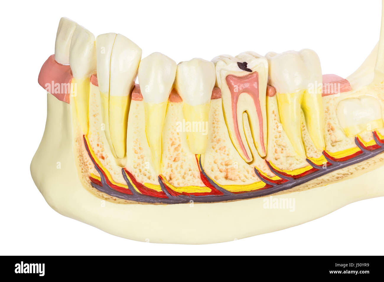 Mascella umana modello con denti isolati su sfondo bianco Foto Stock