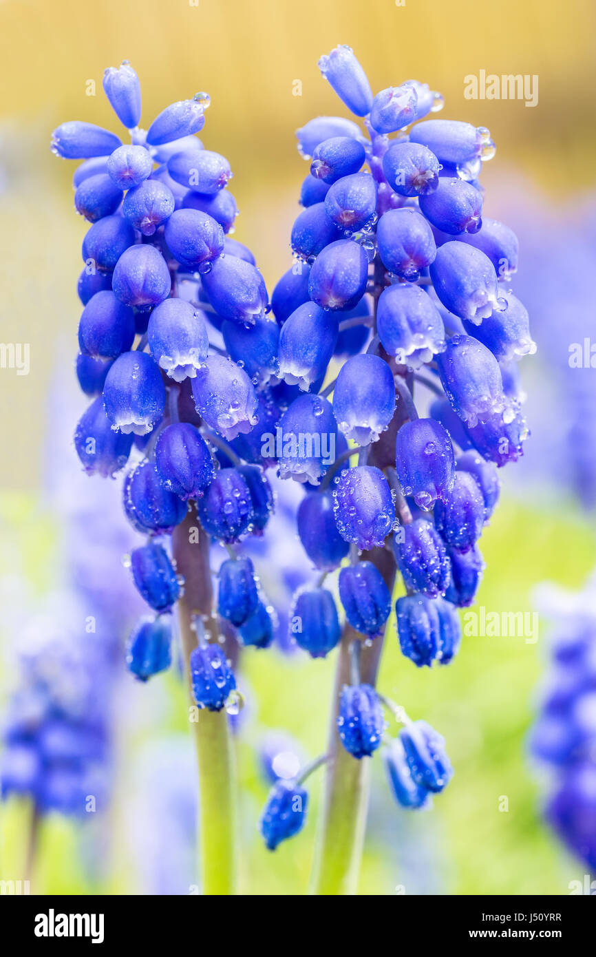 Due uve blu giacinti con gocce d'acqua in primavera Foto Stock