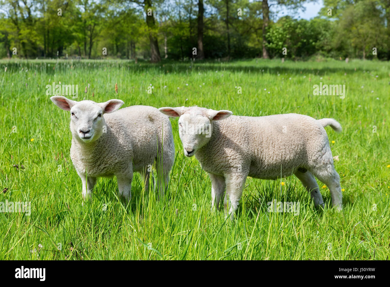 Due bianchi europei di ovini in verde prato primavera Foto Stock