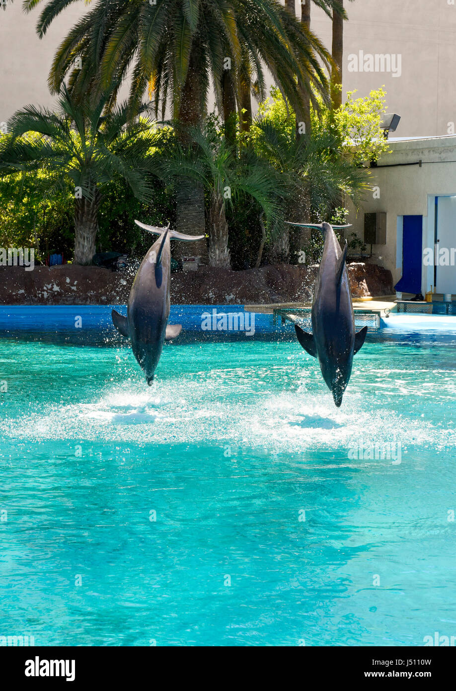 Due dolfins saltare fuori dall'acqua in unisono su comand da un trainer al Mirage, giardino segreto di Las Vegas, Nevada. Foto Stock