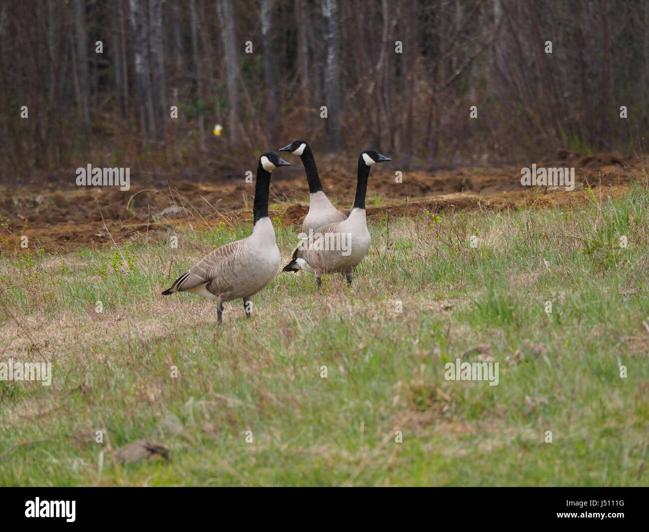 Quebec, Canada. Tre Oche del Canada in un campo di fattoria in primavera Foto Stock