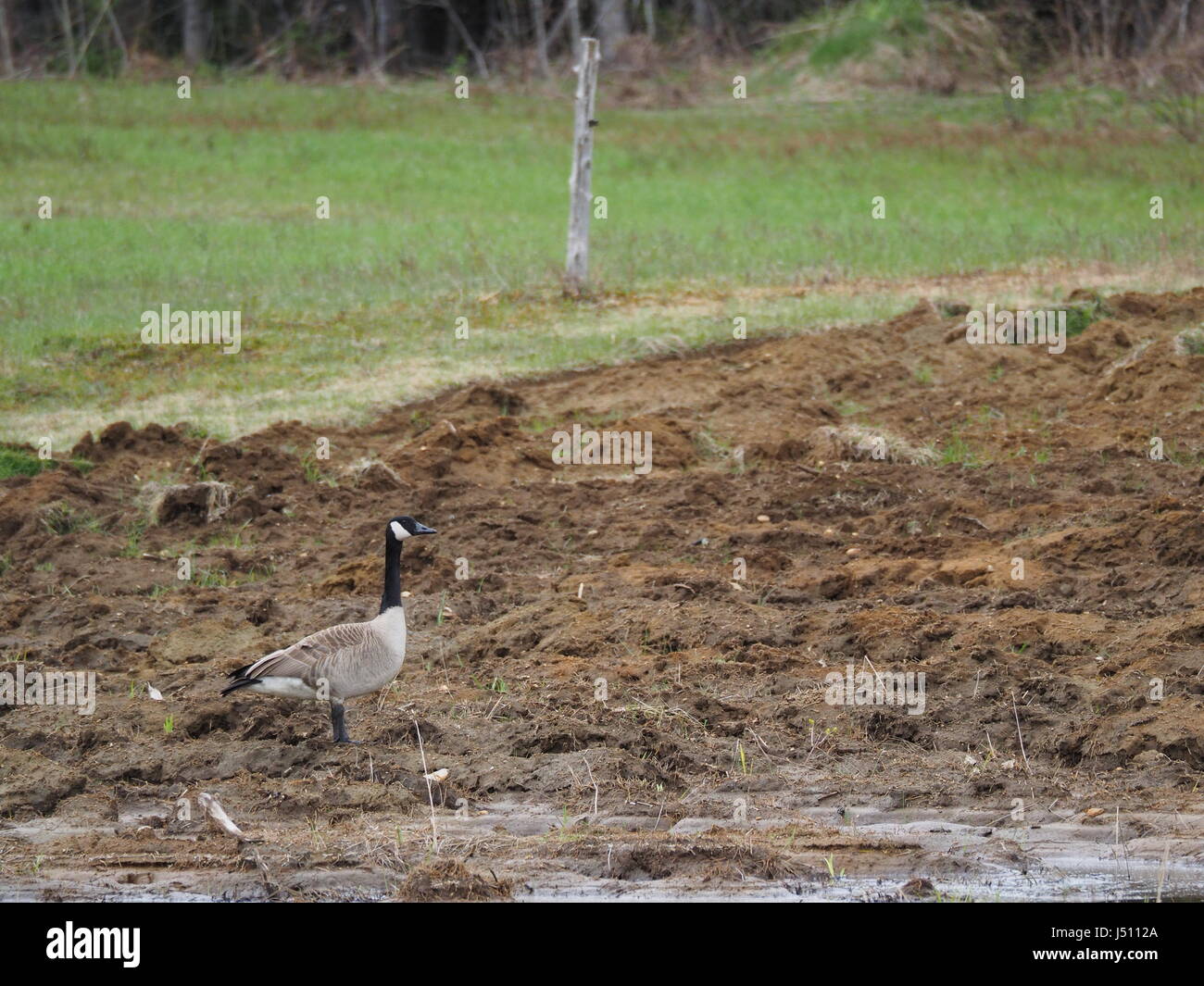 Quebec, Canada. Un Canada Goose in una fattoria campo in primavera Foto Stock