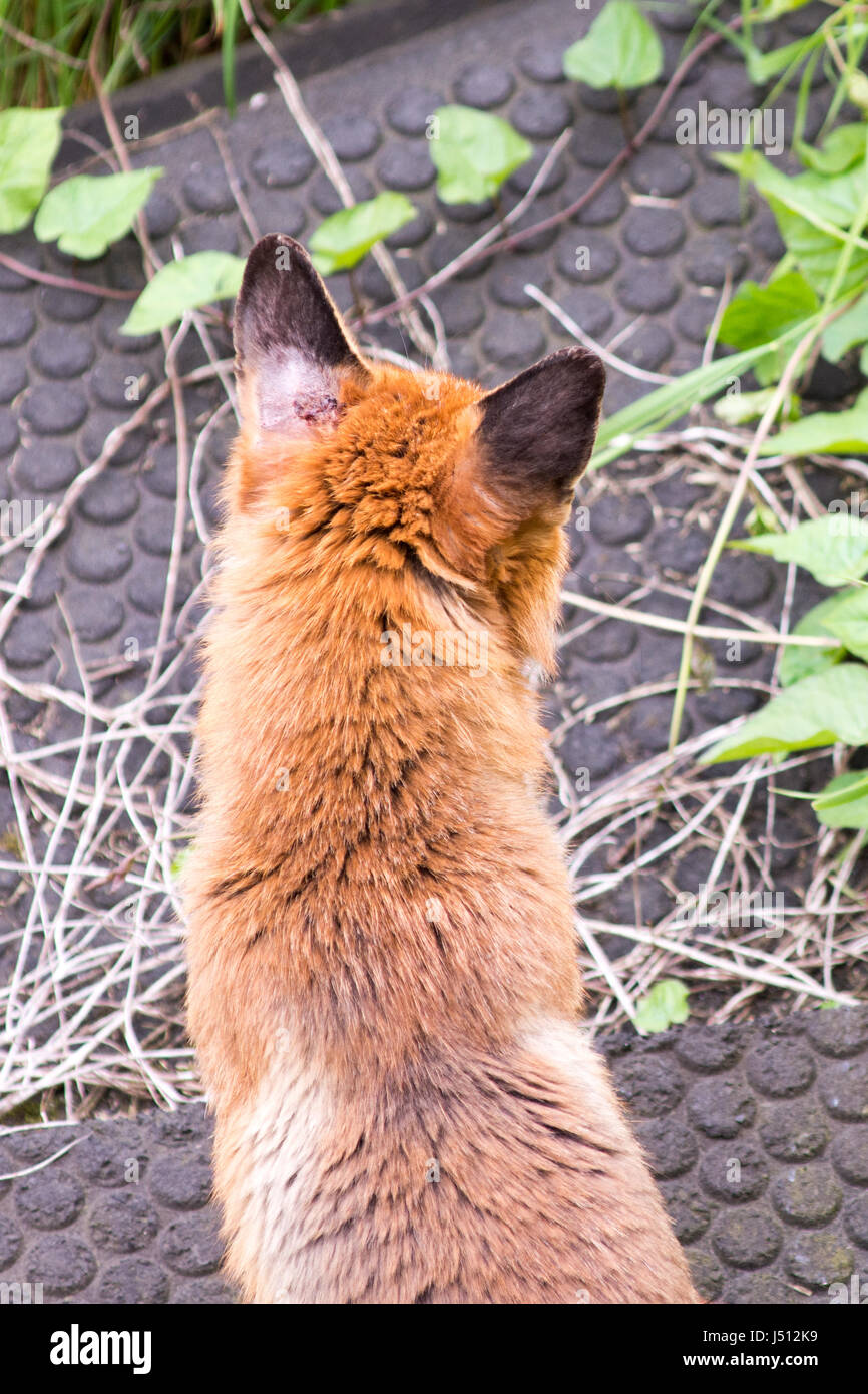 Un urbano fox battute di caccia sulla linea principale della costa occidentale ferrovia a West Kilburn a Londra. Foto Stock