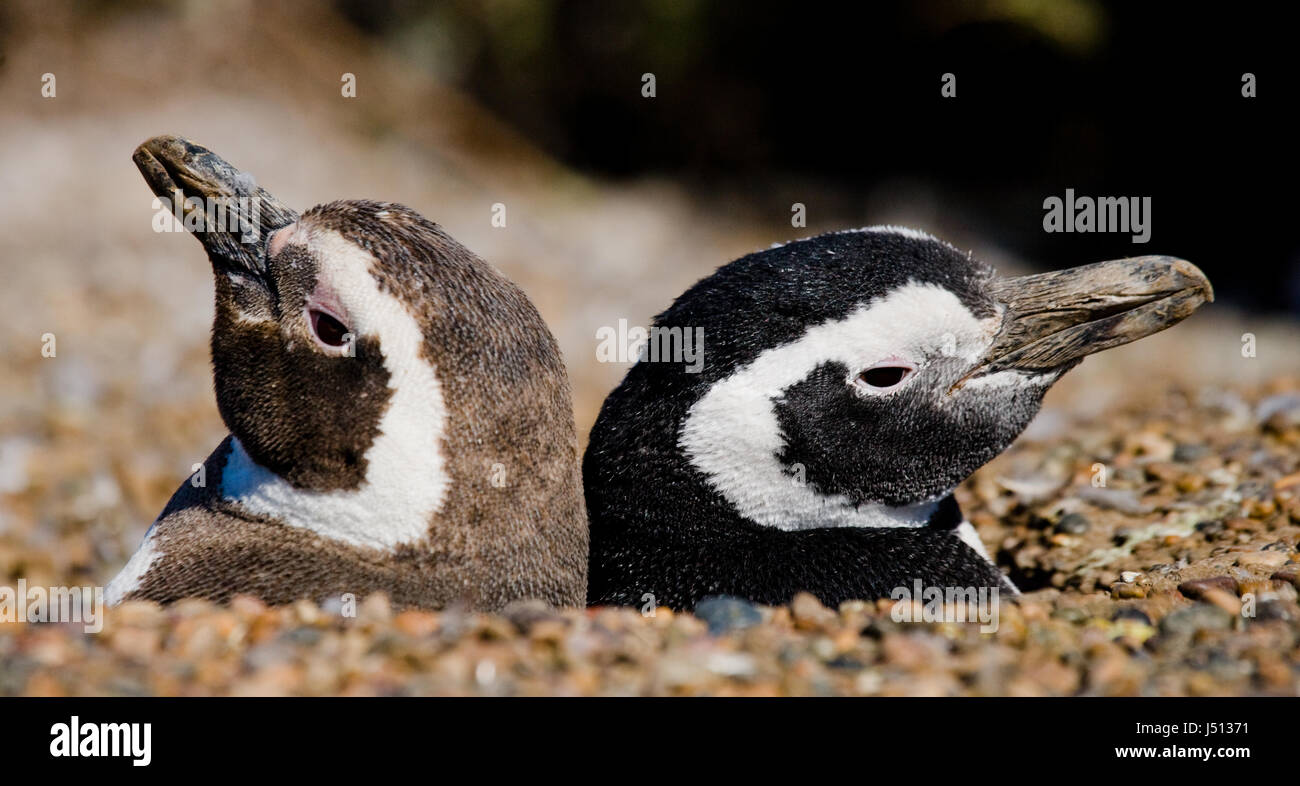 Uccelli Della Patagonia Immagini e Fotos Stock - Alamy