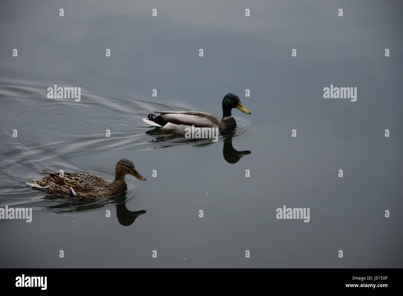 Coppia di Germani reali o anatre selvatiche nel selvaggio Foto Stock