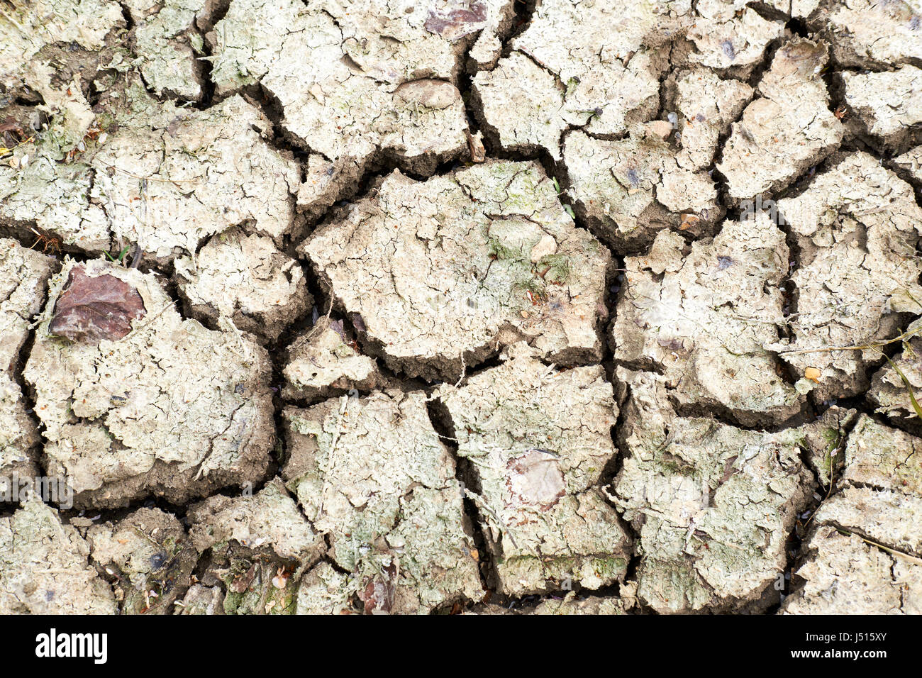 Arida arido suolo agricolo dovuto asciugare le condizioni climatiche, UK. Foto Stock