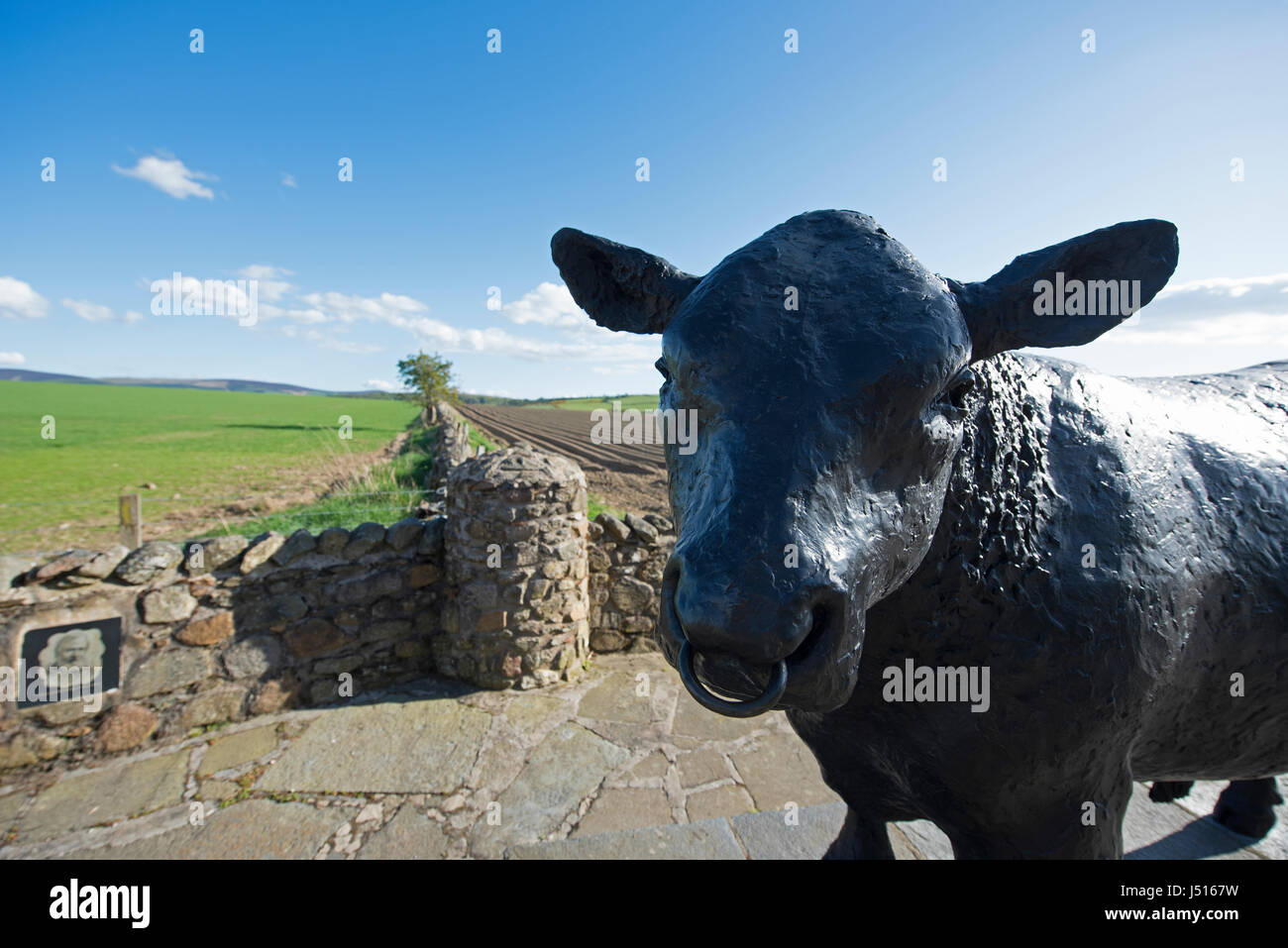 Il famoso Black Bull statua dal ciglio della strada all'ingresso est all'Aberdeenshire città di Alford in Grampian Regione, Scozia. Foto Stock
