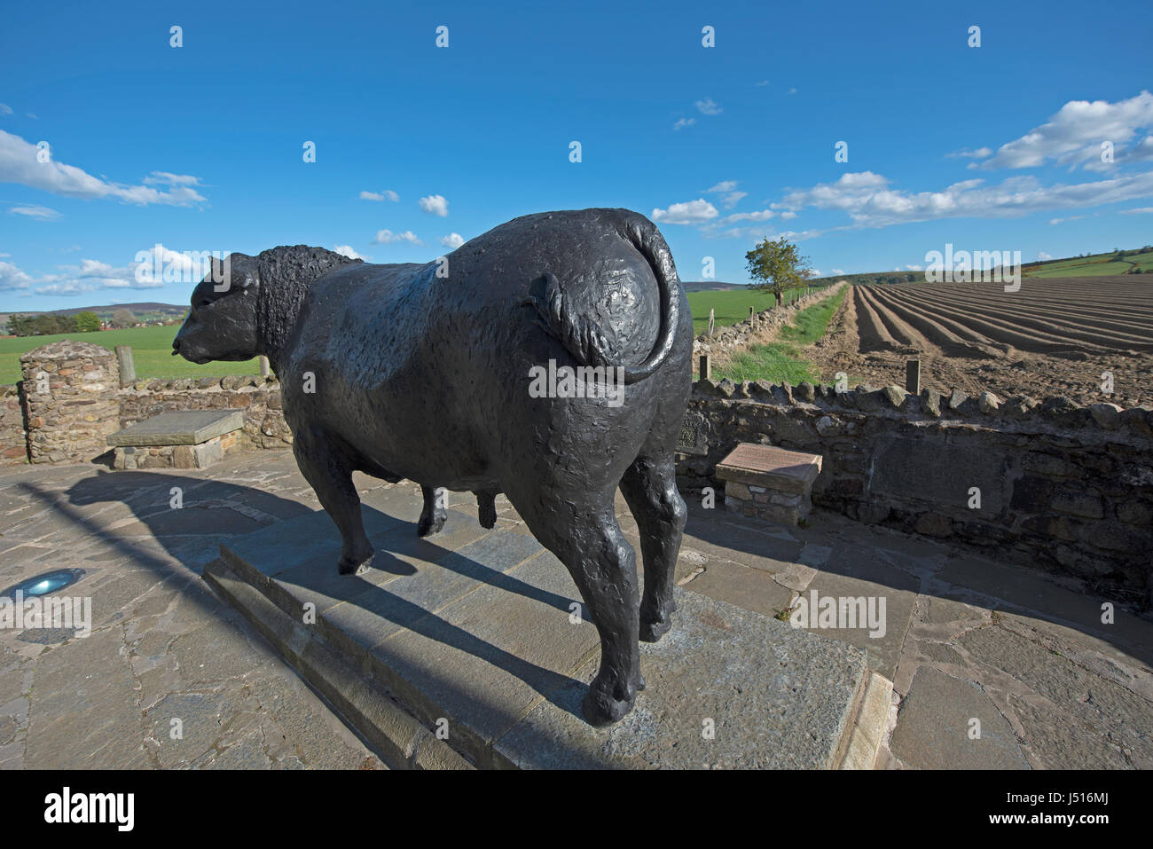 Il famoso Black Bull statua dal ciglio della strada all'ingresso est all'Aberdeenshire città di Alford in Grampian Regione, Scozia. Foto Stock