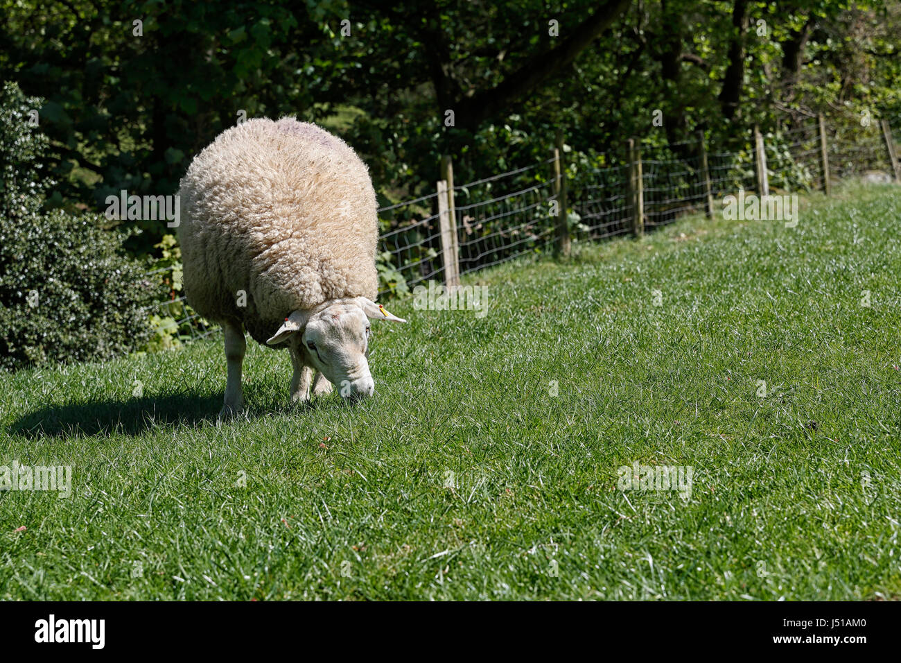 Pecore al pascolo Foto Stock