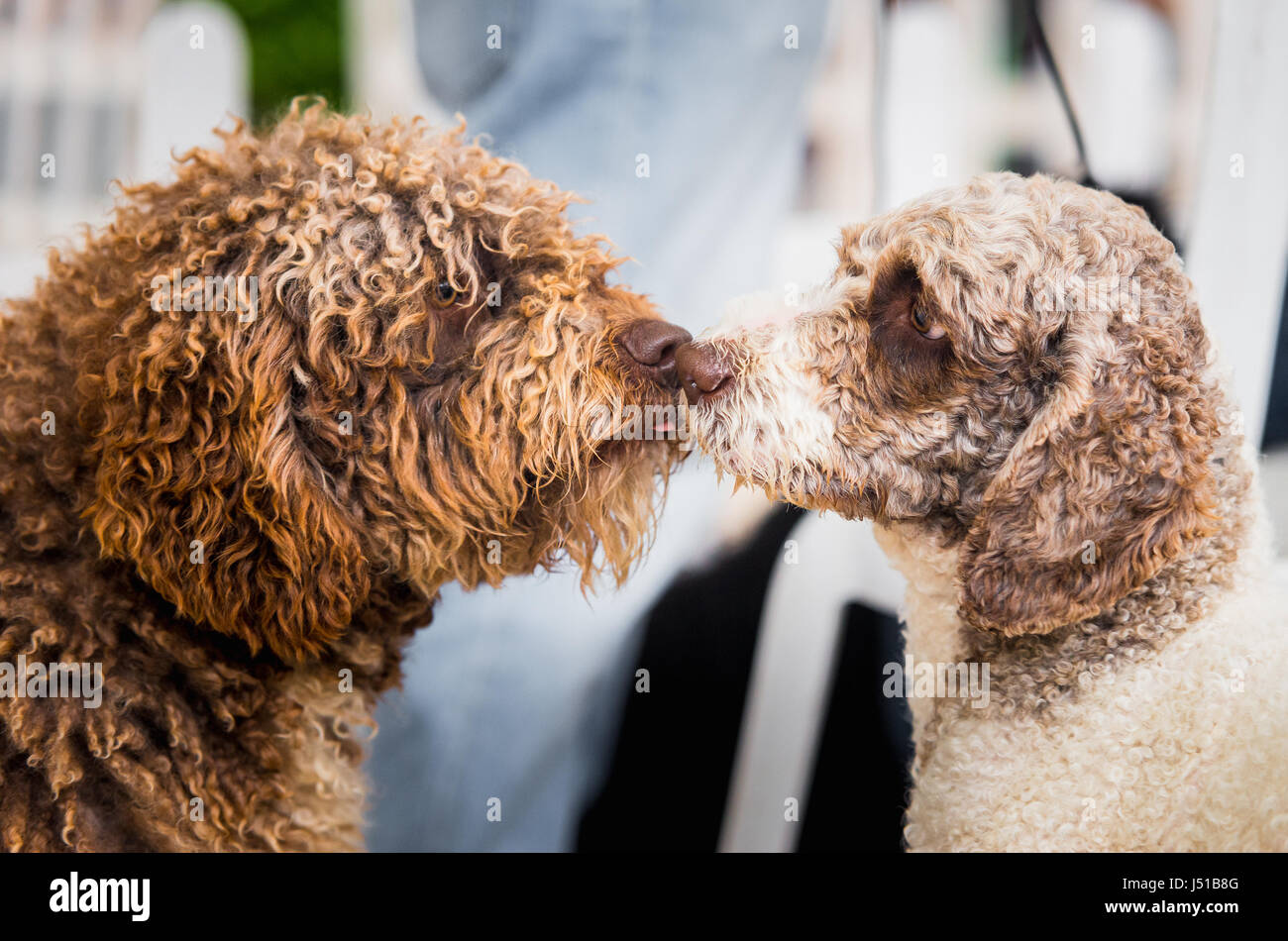 Due incantevoli acque spagnole cani baciare. Ritratto di interni Foto Stock