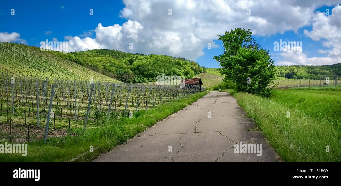 Vista sul vigneto di tedesco in un paesaggio rurale Foto Stock