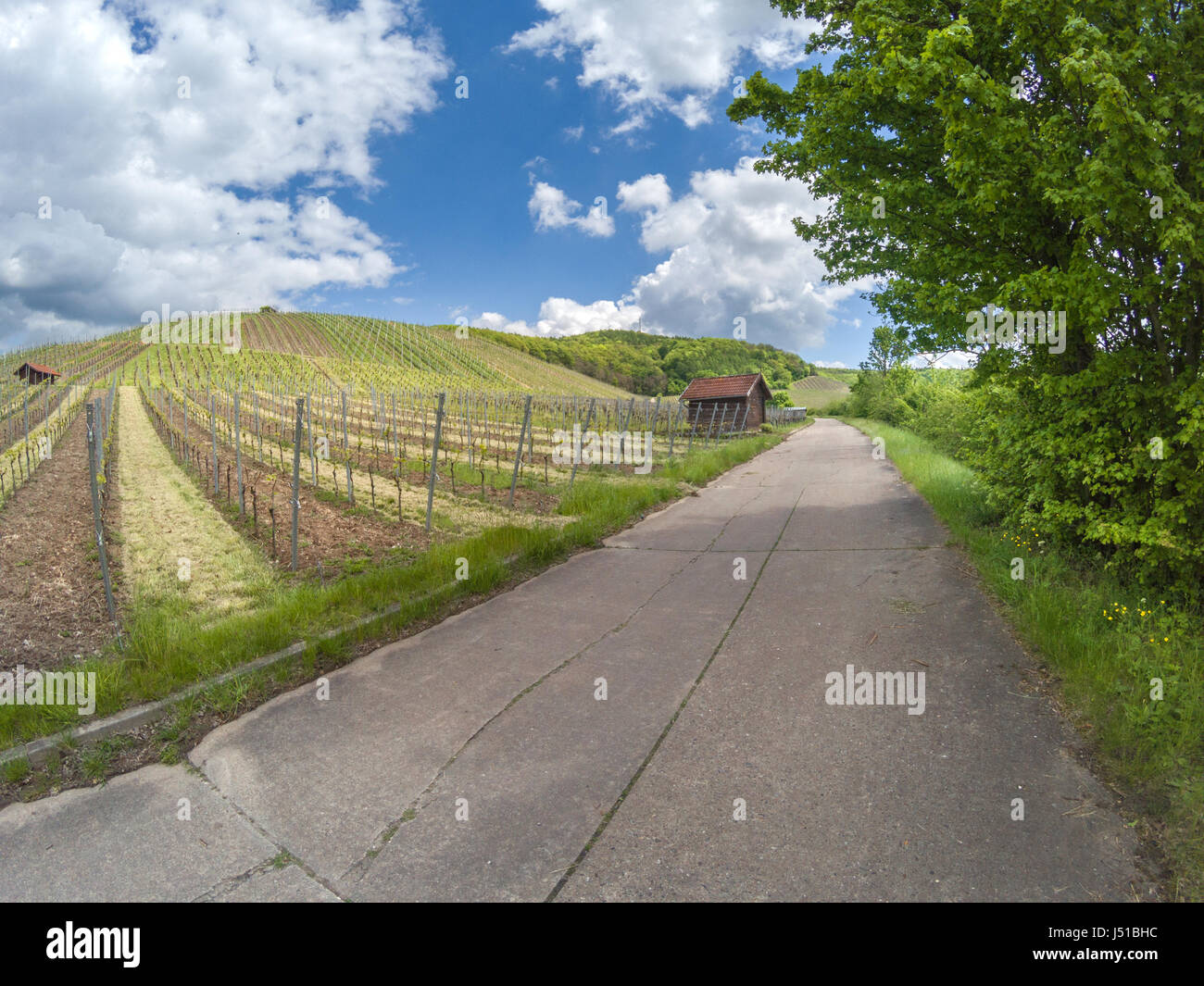 Vista sul vigneto di tedesco in un paesaggio rurale Foto Stock