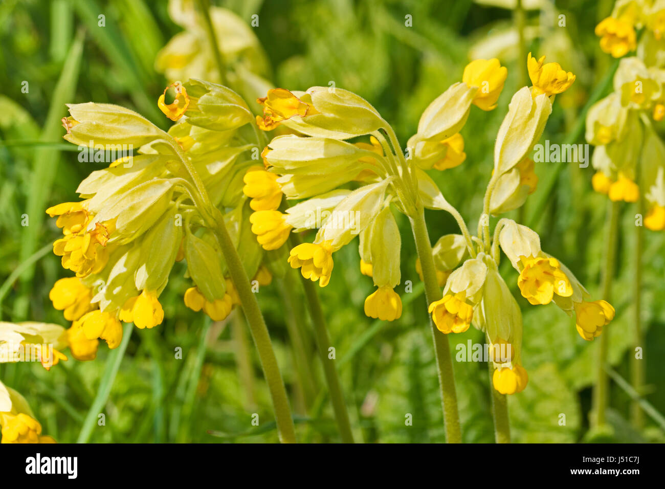 Cowslips (Primula veris) Foto Stock