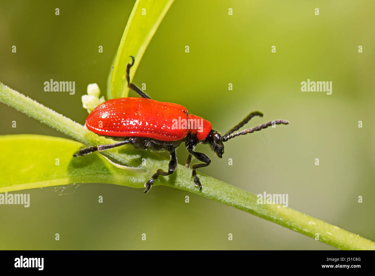A testa nera Cardinale Beetle (Pyrochroa coccinea) Foto Stock
