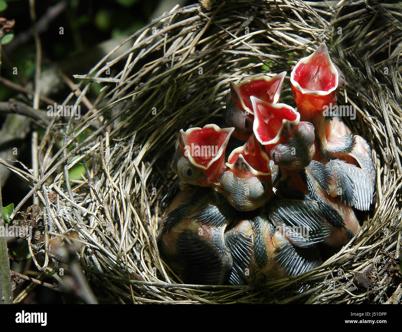 La fame di uccelli Uccelli becco prole nest feed piccoli hedge-sparrow twitter Foto Stock