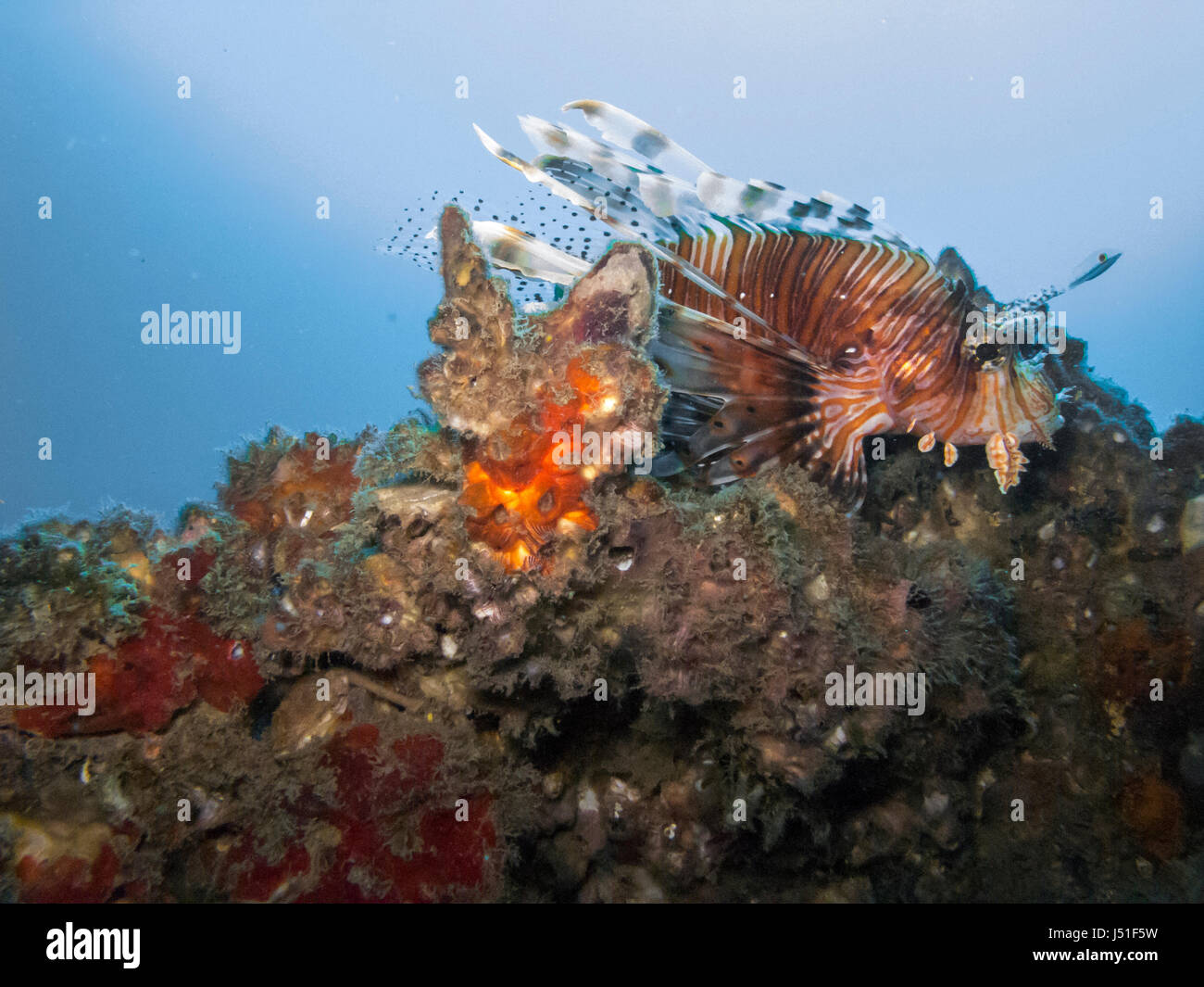 Pesce leone con lunghe spine e striscia rossa nel mare della Thailandia Foto Stock