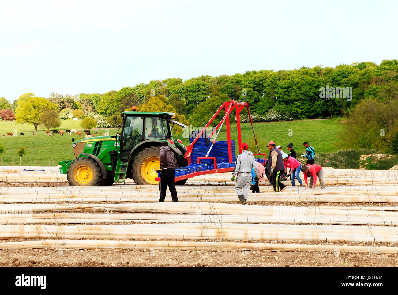 Casual immigrati braccianti agricoli, lavoratori provenienti dalla Romania, Bulgaria, rimozione di politene gallerie, asparagi campo di coltivazione, Norfolk, Inghilterra, Regno Unito Foto Stock