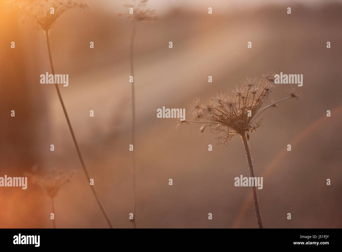 Close-up di fiori secchi Foto Stock