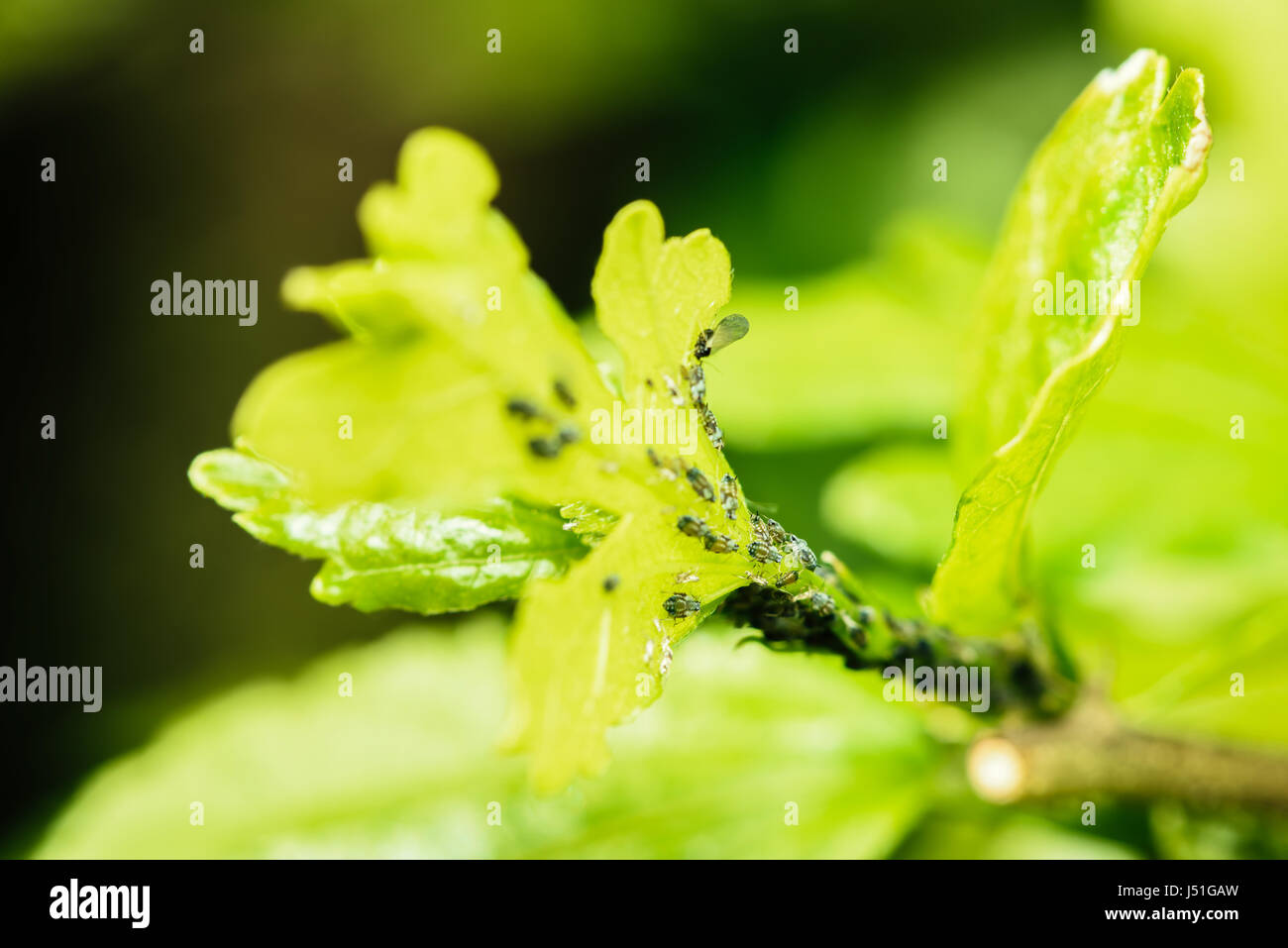 Afidi (pianta pidocchi, Greenflies, Blackflies o mosche bianche) infestazione di piante da giardino Foto Stock