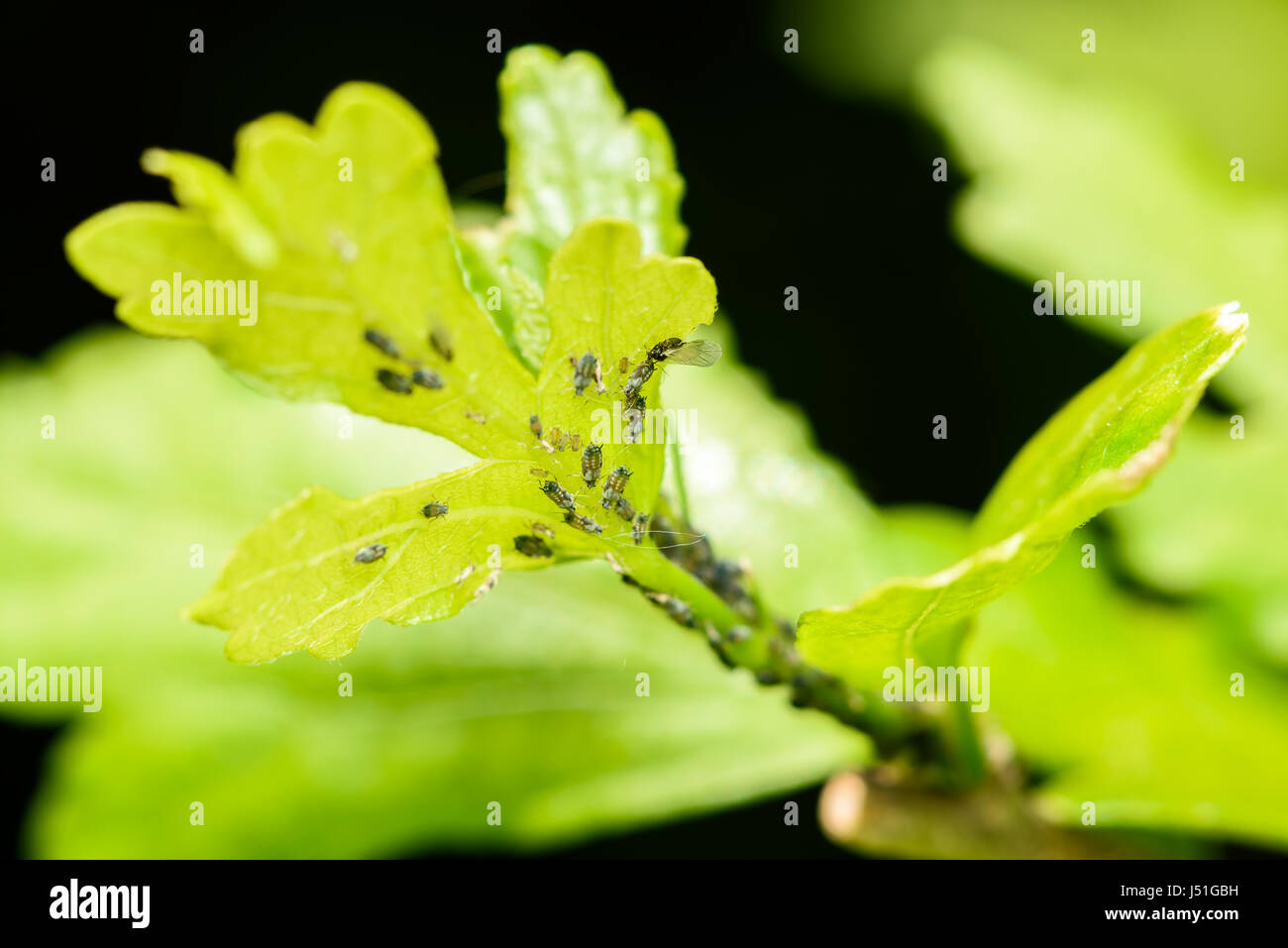 Afidi (pianta pidocchi, Greenflies, Blackflies o mosche bianche) infestazione di piante da giardino Foto Stock