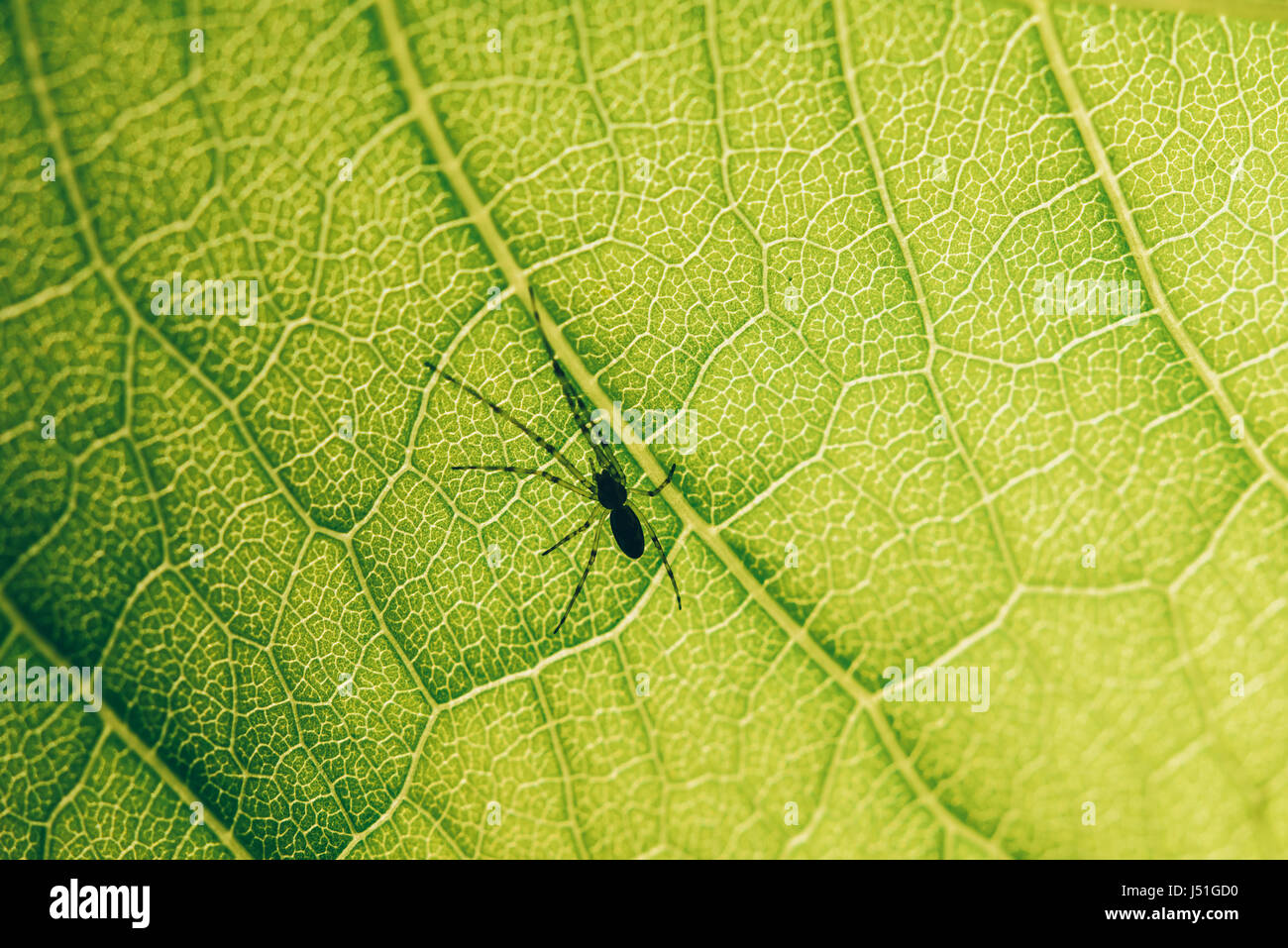 Vivaio Spider Web su foglia verde Foto Stock